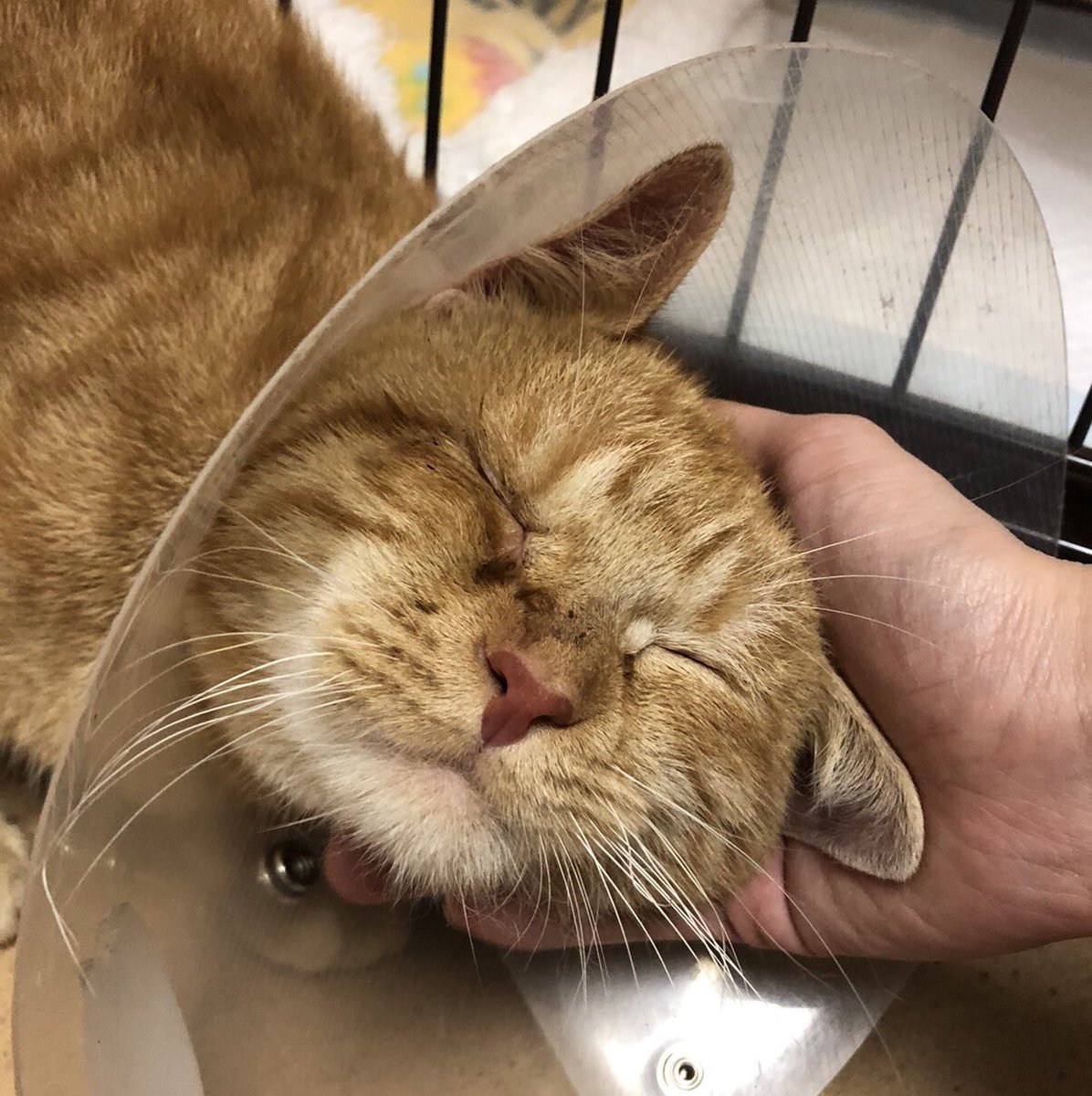🐾マンチカンのマターニョ君💕が去勢手術から帰ってきました😄🐾2020,3,21